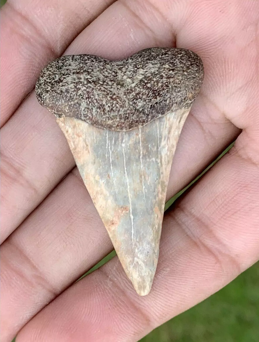 1.9" Carcharodon hastalis Shark Tooth