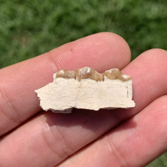 Camel Jaw Section With Teeth, Poebrotherium