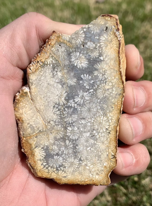 Polished Black Fossil Coral from Indonesia, Slab, Slice