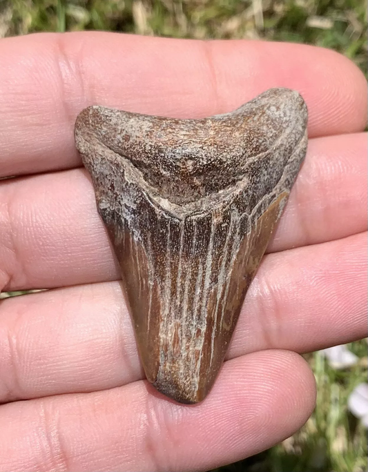 1.93" Otodus megalodon - Virginia