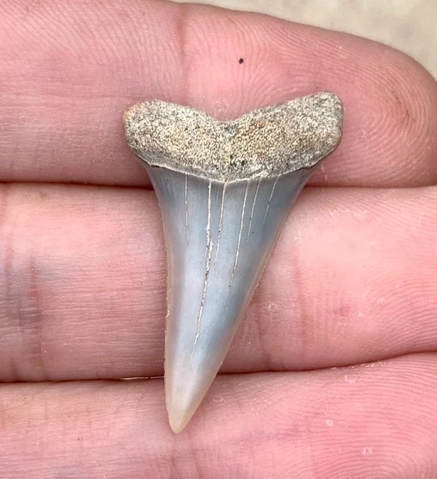 Fossil Carcharodon hastalis - Bakersfield California