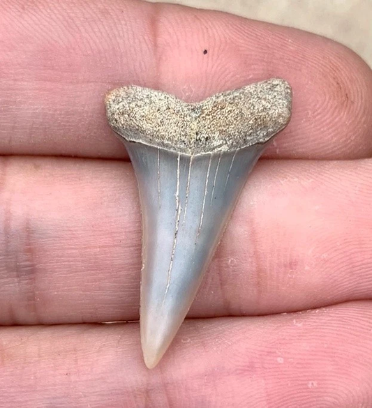 Fossil Carcharodon hastalis - Bakersfield California