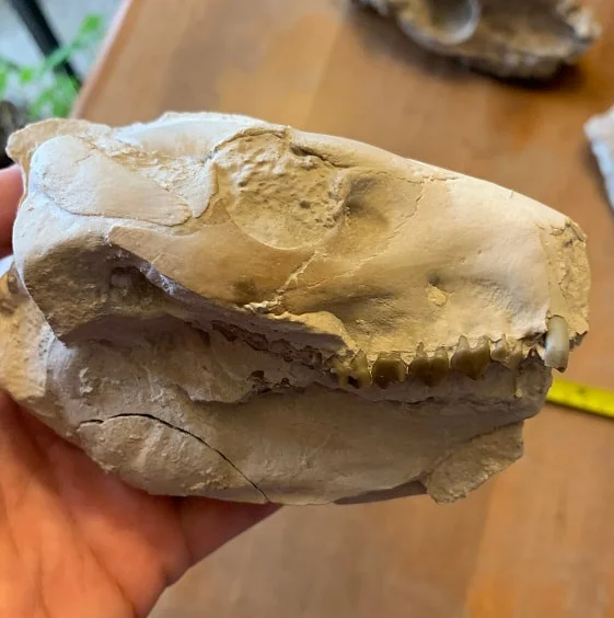 Small white Oreodont skull