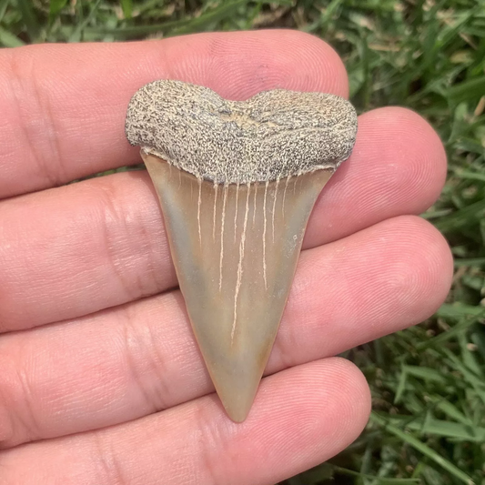 1.94” Carcharodon hastalis - Virginia