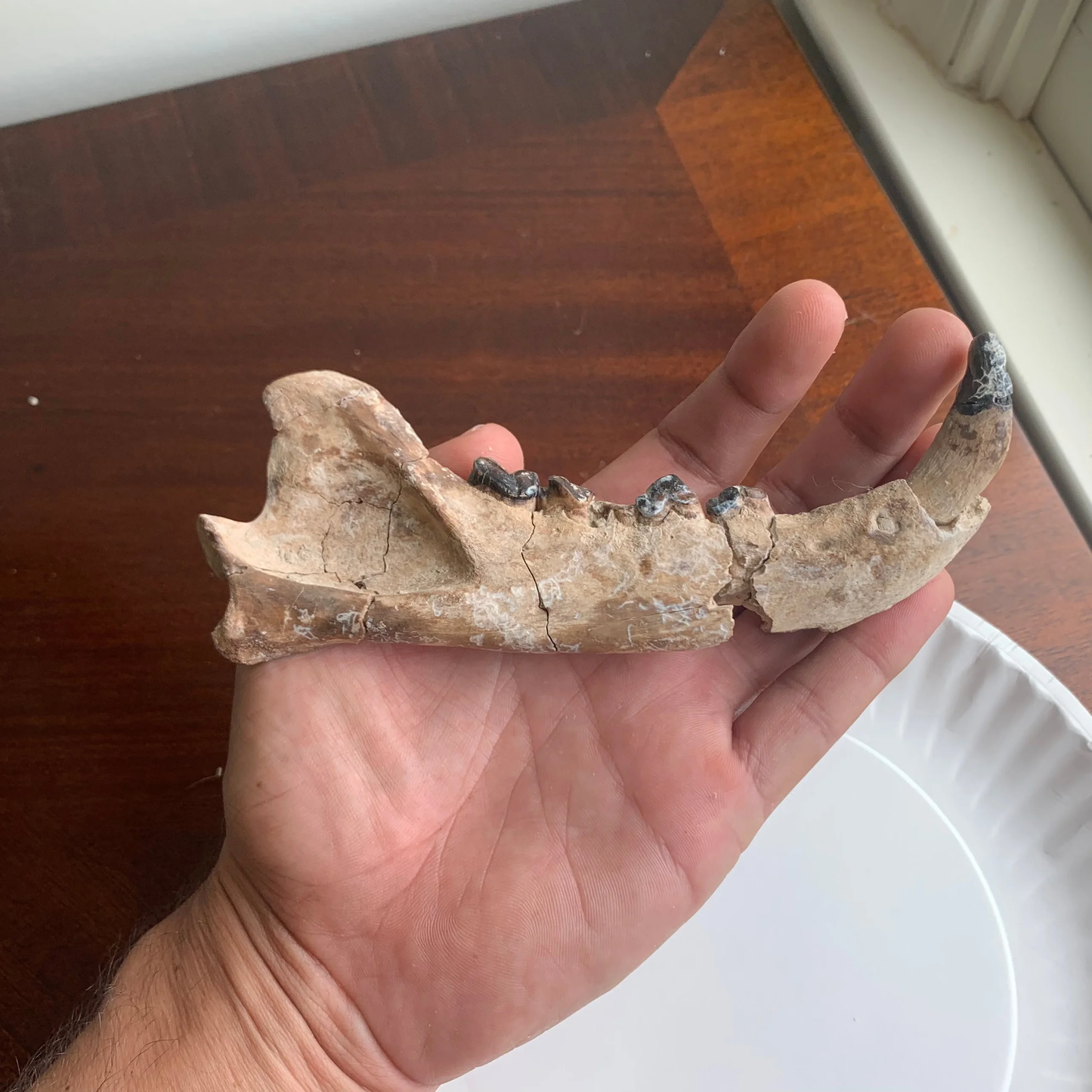 Hyaenodon Lower Jaw