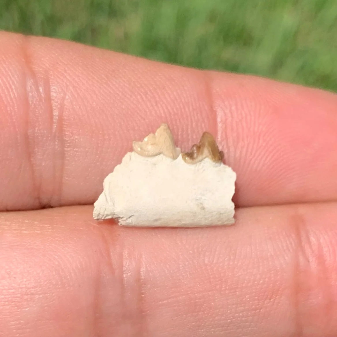 Fossil Dog Jaw, Hesperocyon, Nebraska