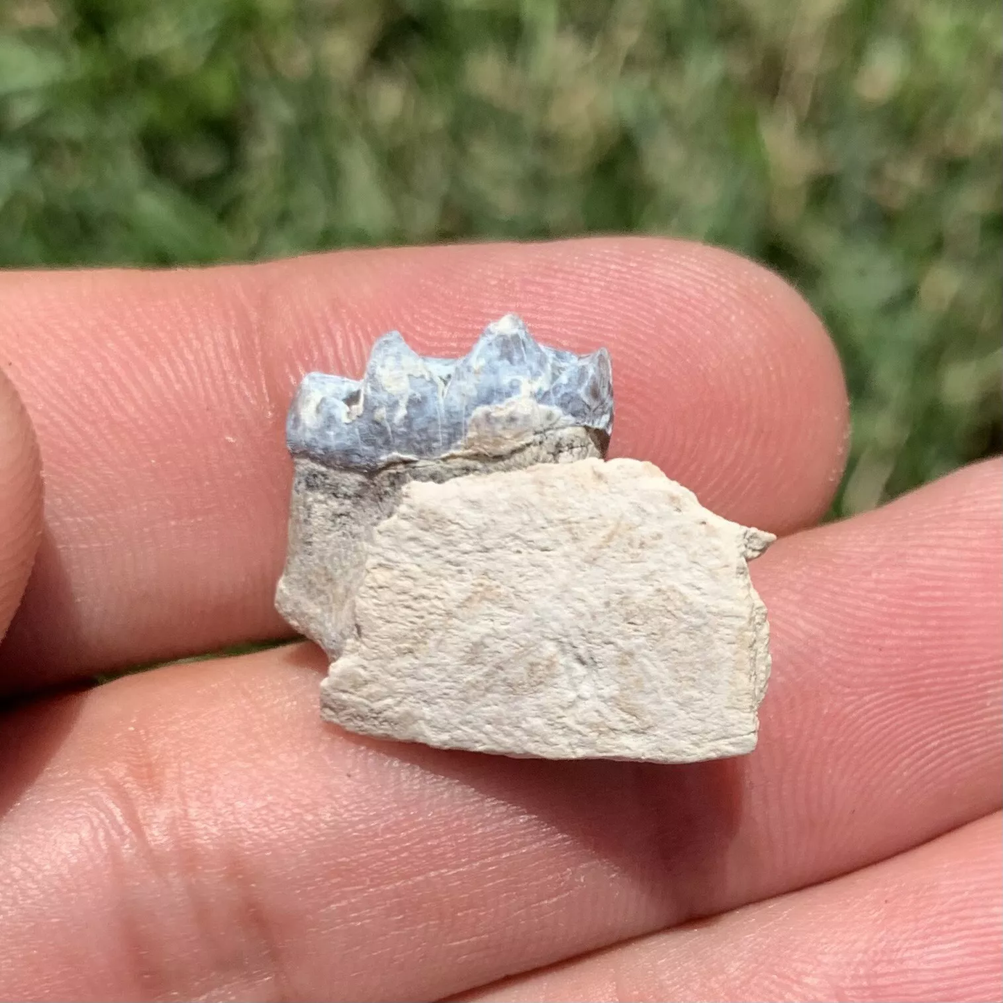 Fossil Horse Jaw With Tooth, Mesohippus,