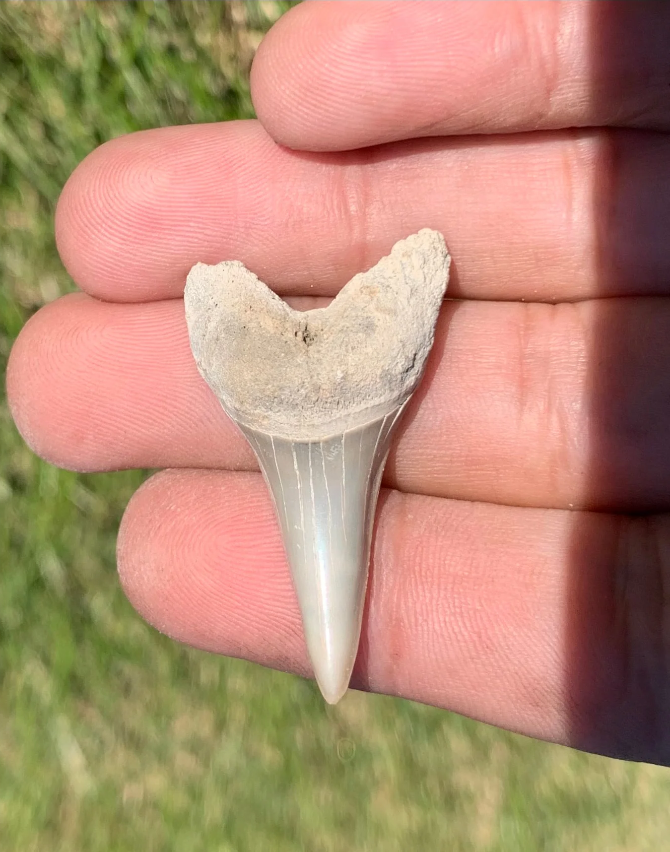 1.58” Carcharodon hastalis - Lee Creek Mine