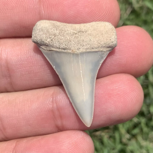 1.4” Carcharodon hastalis - Virginia