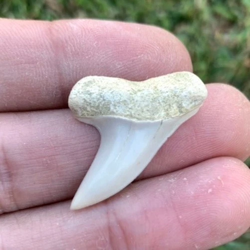 Fossil Carcharodon planus - Bakersfield California