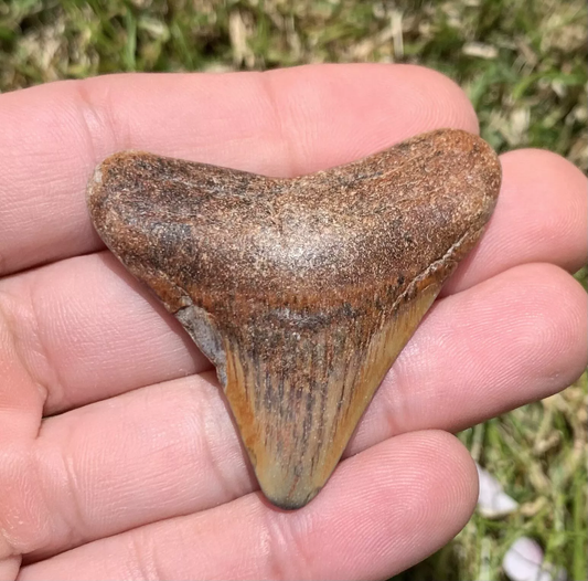 2" Otodus megalodon - Virginia