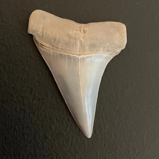 1.84" Carcharodon hastalis Shark Tooth