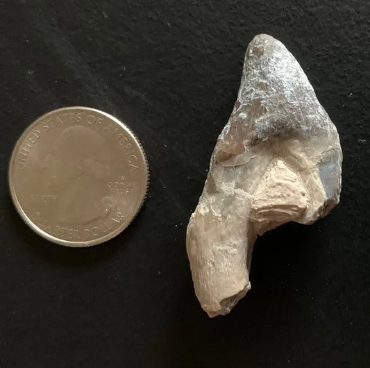 Archaeotherium Premolar Tooth