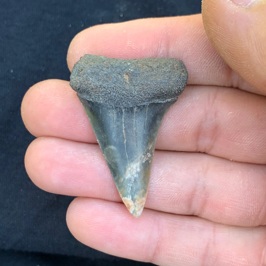 1.74” Carcharodon hastalis - Virginia