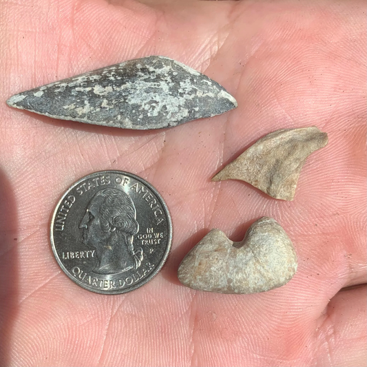 Puffer Fish, Sphoeroides Sp, bones - Lee Creek