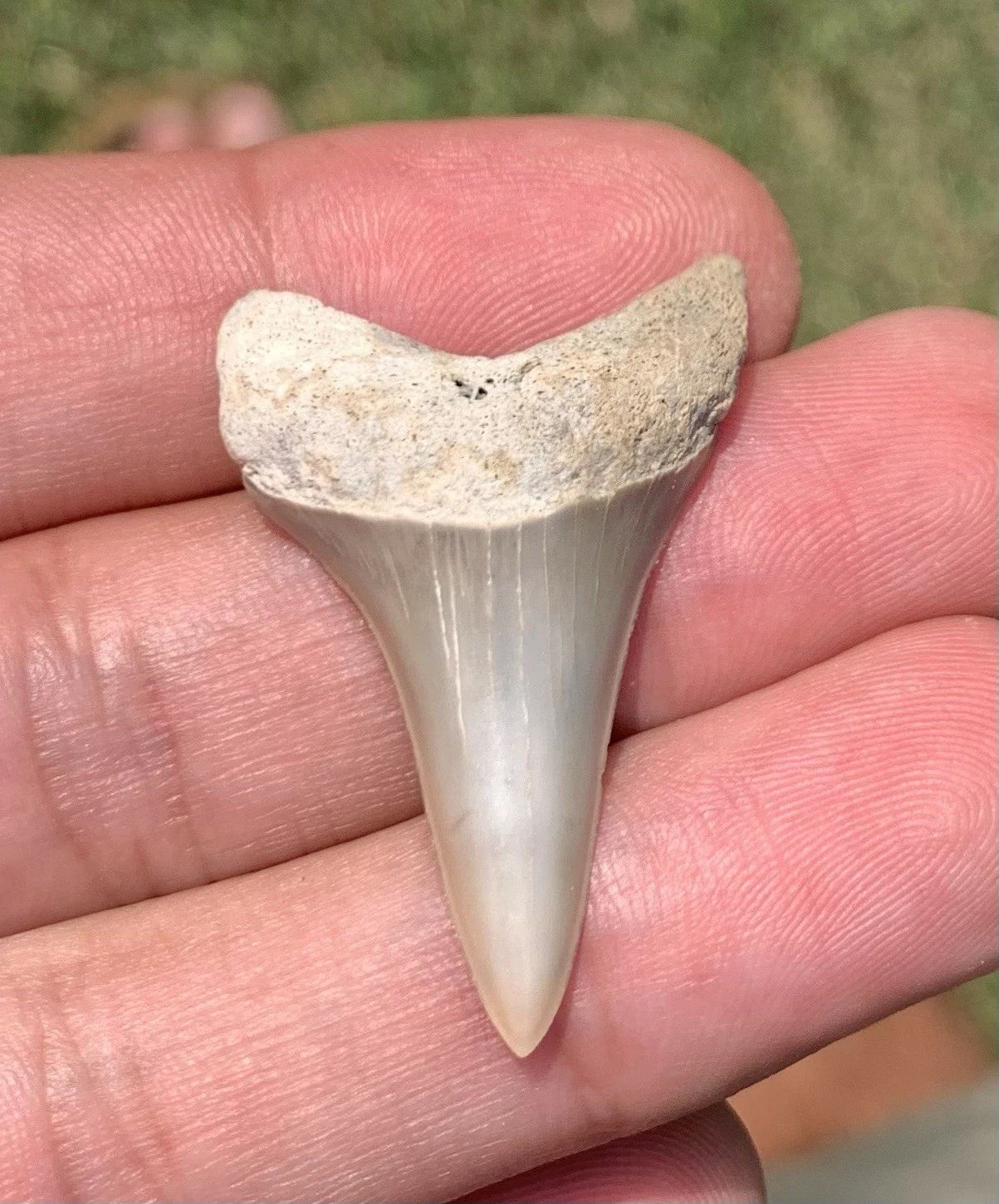 Fossil Carcharodon hastalis - Lee Creek Mine