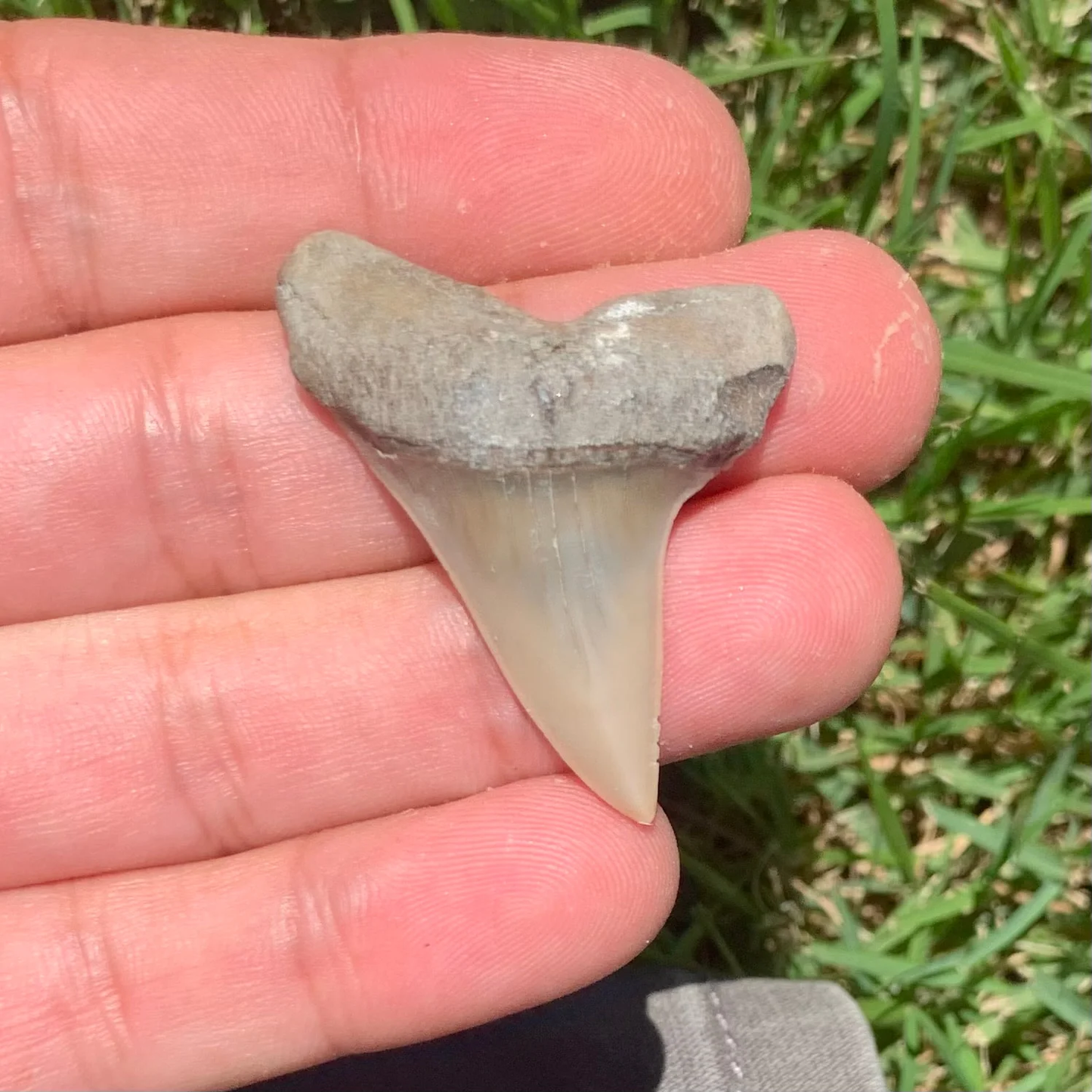 1.7” Carcharodon hastalis - Lee Creek Mine