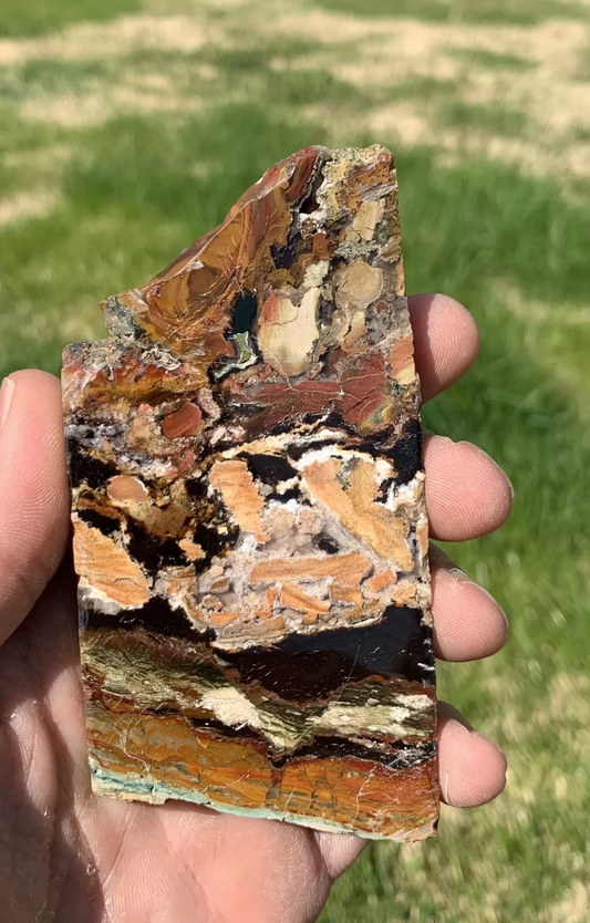 Polished Opalized Petrified Fossil Wood from Indonesia, Slab, Slice