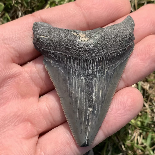 2.6” Otodus Megalodon - Maryland