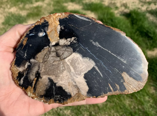 Polished Petrified Fossil Wood from Indonesia, Slab, Slice