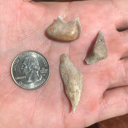 Puffer Fish, Sphoeroides Sp, bones - Lee Creek