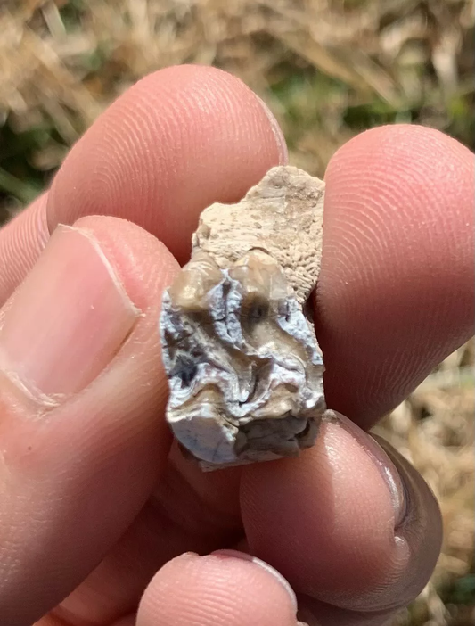 Fossil Horse Palate With Tooth, Mesohippus