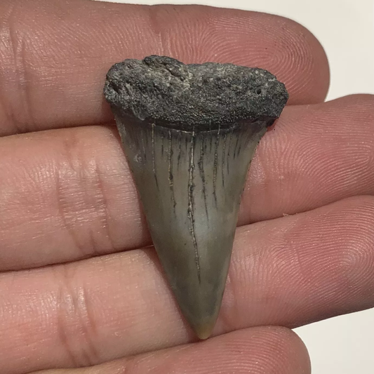 1.5" Carcharodon hastalis - Lee Creek Mine