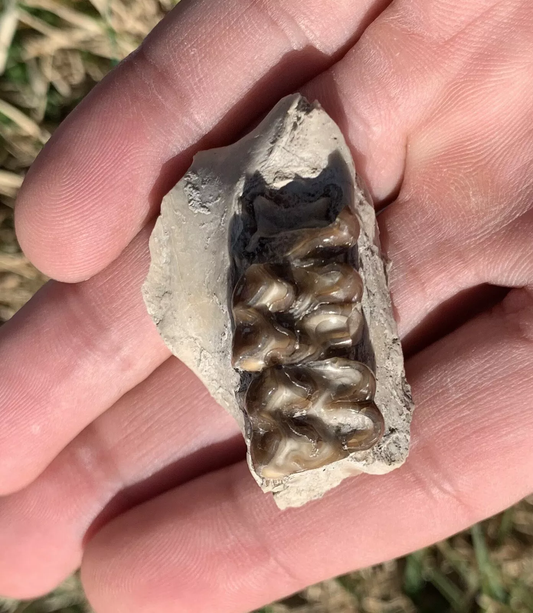 Fossil Horse Palate With Teeth, Mesohippus