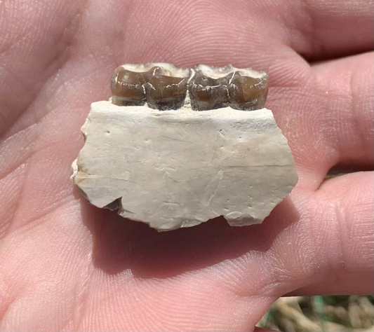 Fossil Horse Jaw With Teeth, Mesohippus