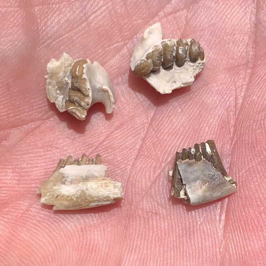 Fossil Rabbit Lower Jaw and Partial Palate, Palaeolagus