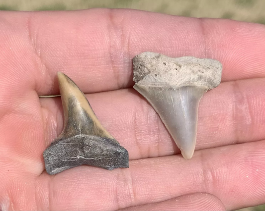 Pair of Carcharodon hastalis - Lee Creek Mine