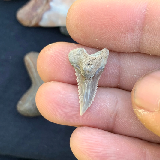 .91” Hemipristis serra Shark Tooth - Virginia