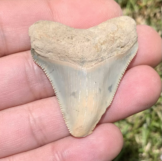 1.81” Otodus Megalodon - Virginia