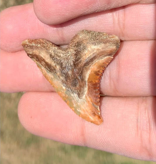 1.47” Hemipristis serra Shark tooth - Virginia