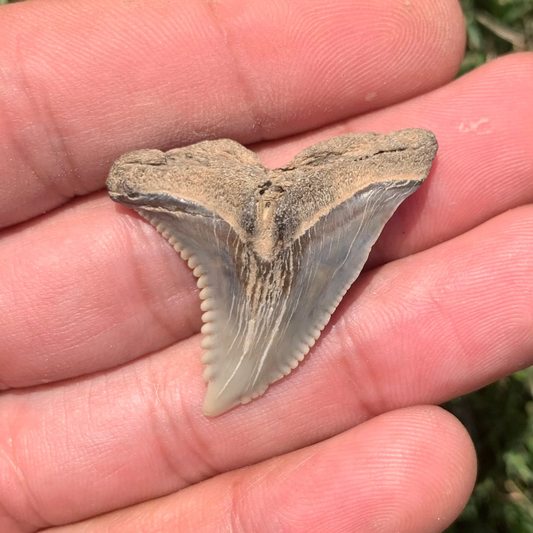 1.46” Hemipristis serra Shark Tooth - Virginia