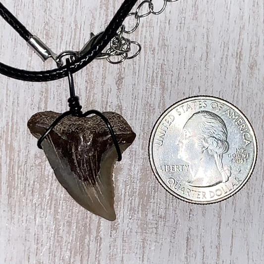 Hemipristis serra shark tooth necklace