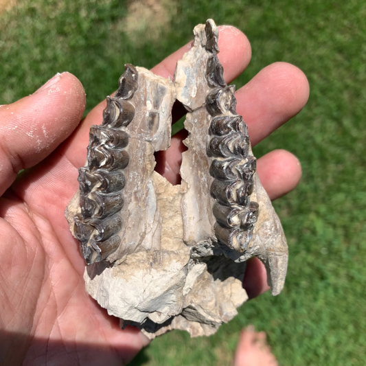 Nice Partial Camel Skull, Poebrotherium, Oligocene, Brule Formation, Nebraska