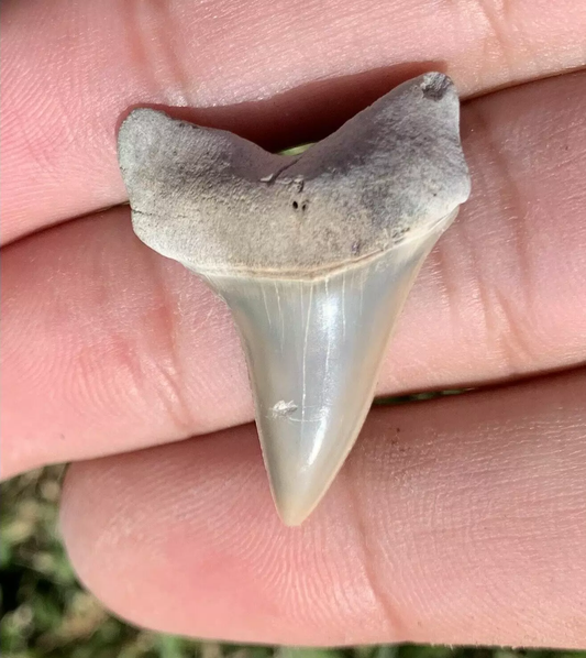 1.22” Carcharodon hastalis - Lee Creek Mine