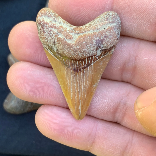 1.74” Otodus Megalodon - Virginia