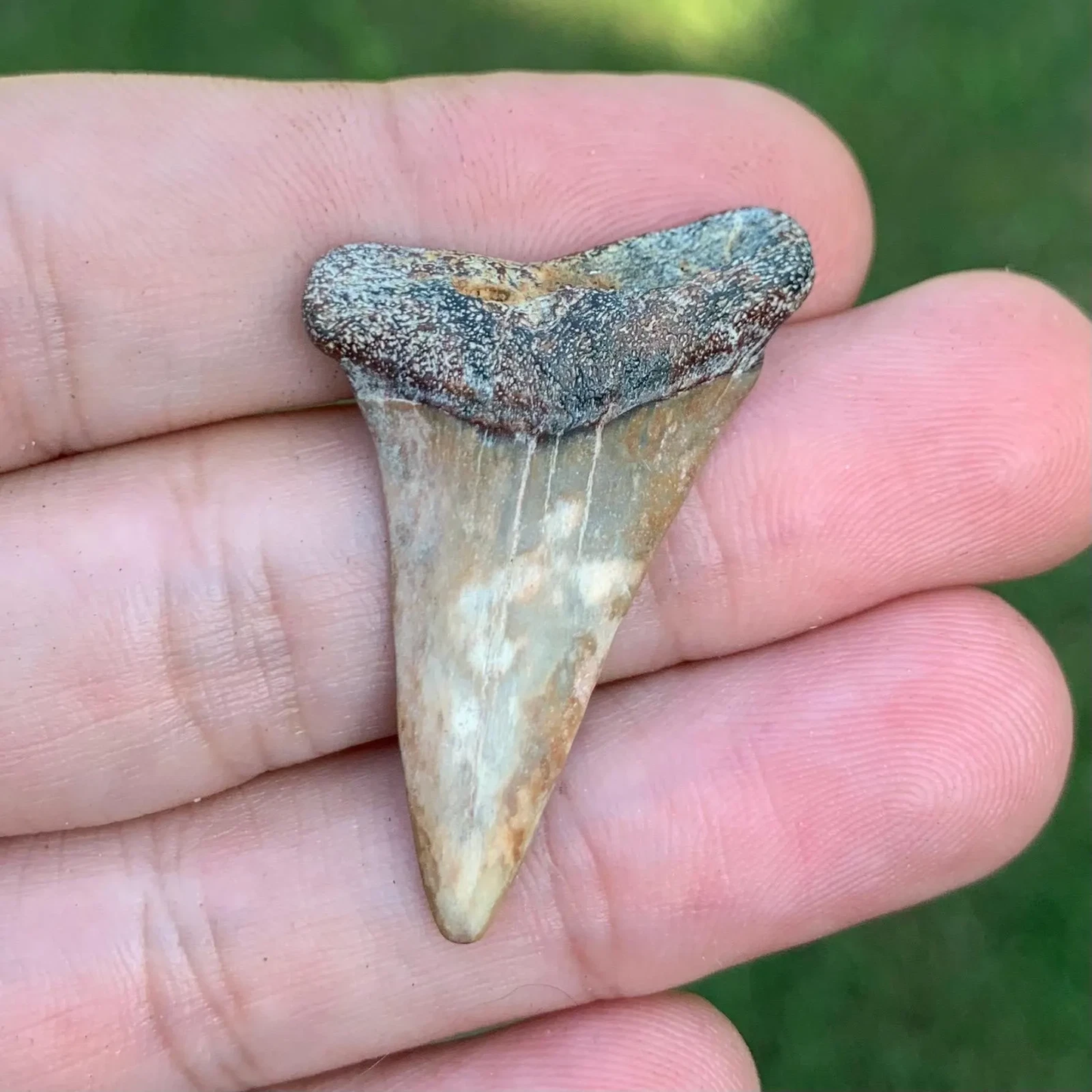 Fossil Carcharodon hastalis - Virginia