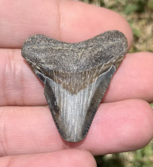 1.5” Otodus Megalodon - Virginia