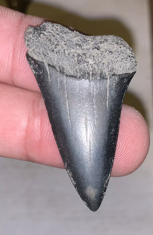 1.69Carcharodon hastalis - Lee Creek Mine