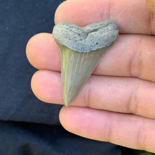 1.68” Carcharodon hastalis - Virginia