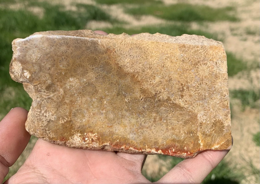 Polished agatized Fossil Coral from Indonesia, Slab, Slice