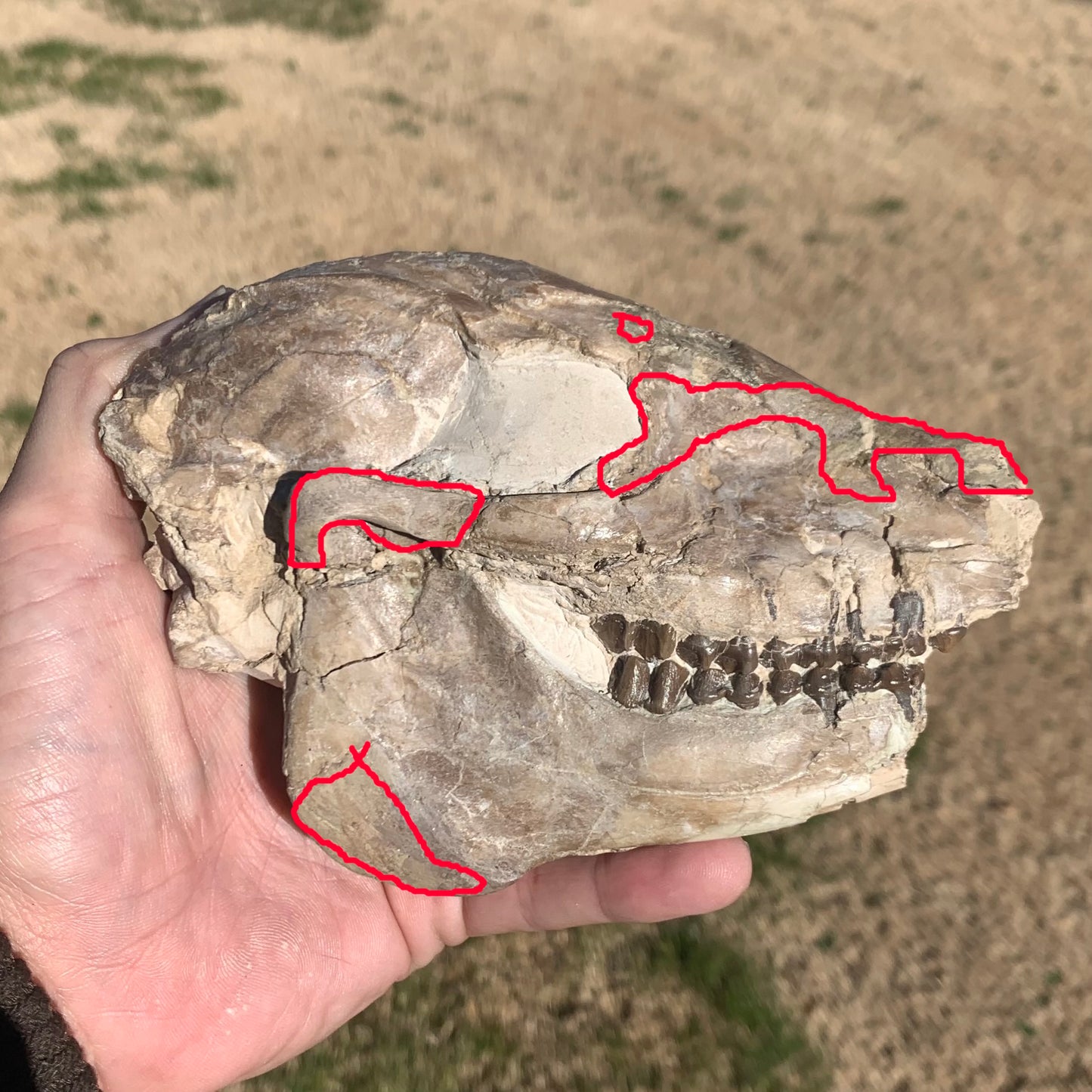 Fossil Horse skull, Mesohippus bairdi White River Badlands