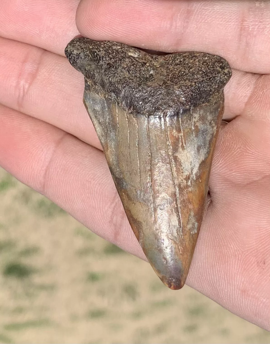 2.4" Carcharodon hastalis - Virginia