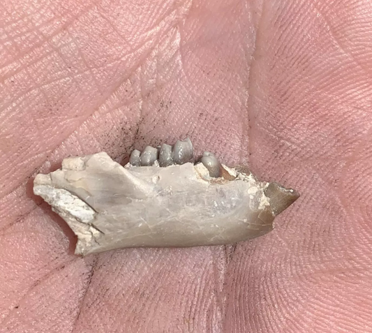 Fossil Squirrel Jaw, Ischyromys