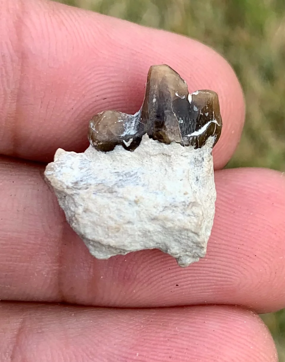 Daphoenus tooth in jaw