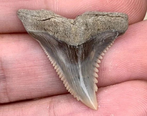 Fossil Hemipristis serra - Lee Creek Mine