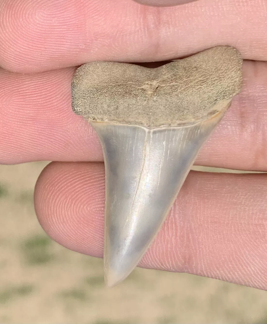 1.67” Carcharodon hastalis - Virginia